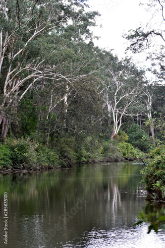 Australian bush of riverside, cloudy day