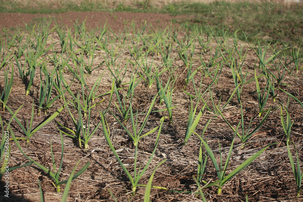 A close up of the young plants of garlic on garden-bed. A close up of the young plants of garlic on garden-bed.