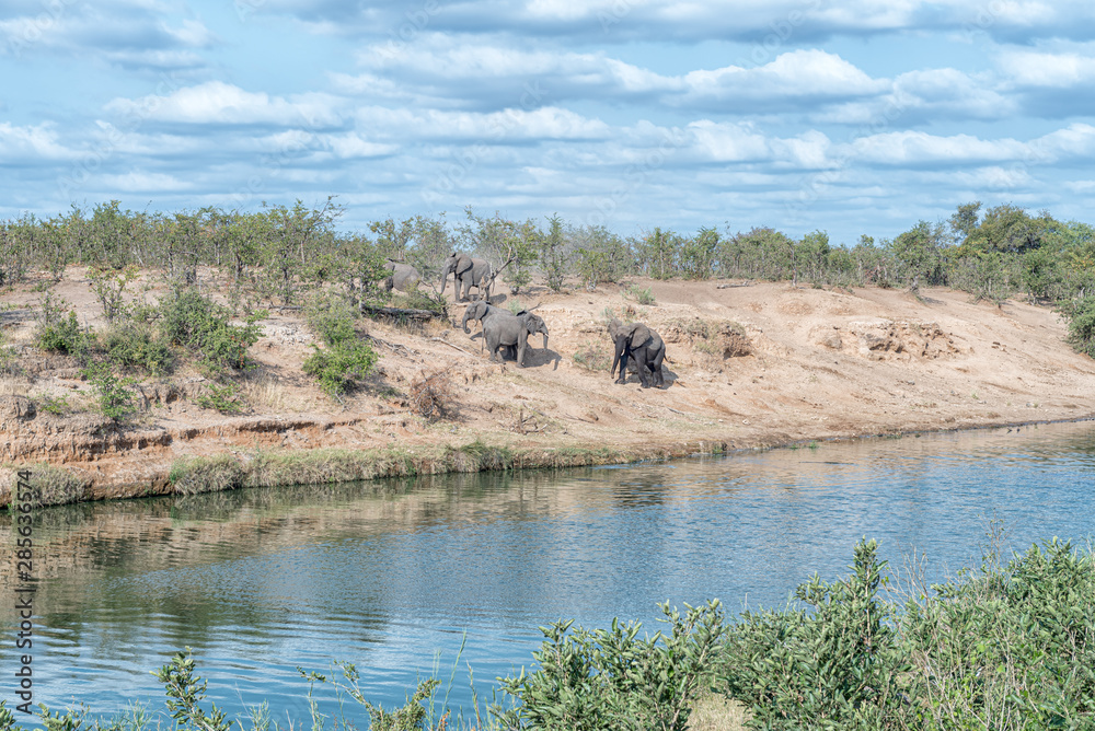 African elephants, Loxodonta africana, on the banks of a river African elephants, Loxodonta africana, on the banks of a river