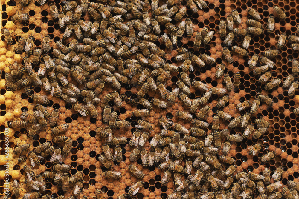 A beekeeper inspects the frame at the apiary. Beehives with bees A beekeeper inspects the frame at the apiary. Beehives with bees