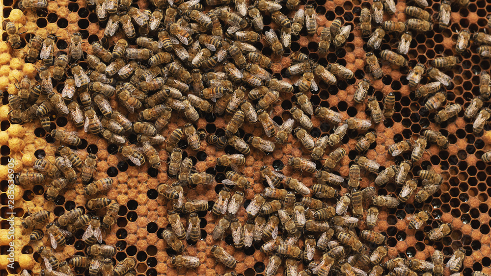 A beekeeper inspects the frame at the apiary. Beehives with bees A beekeeper inspects the frame at the apiary. Beehives with bees