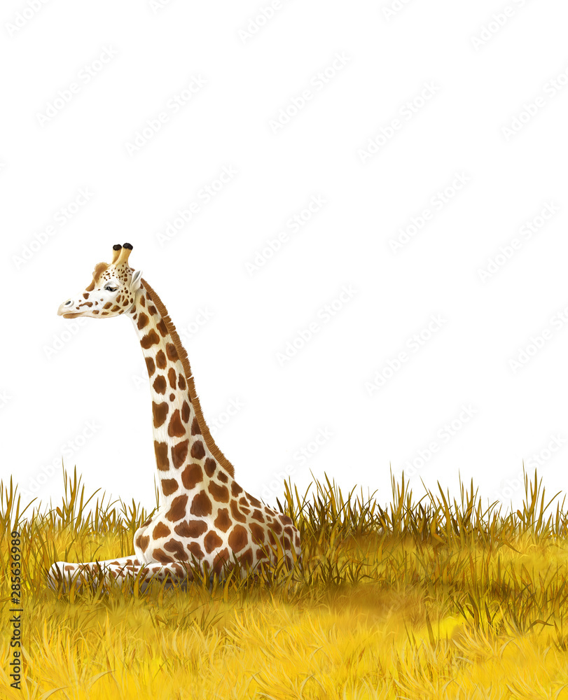 Obraz premium Safari - giraffes on the meadow - illustration for children