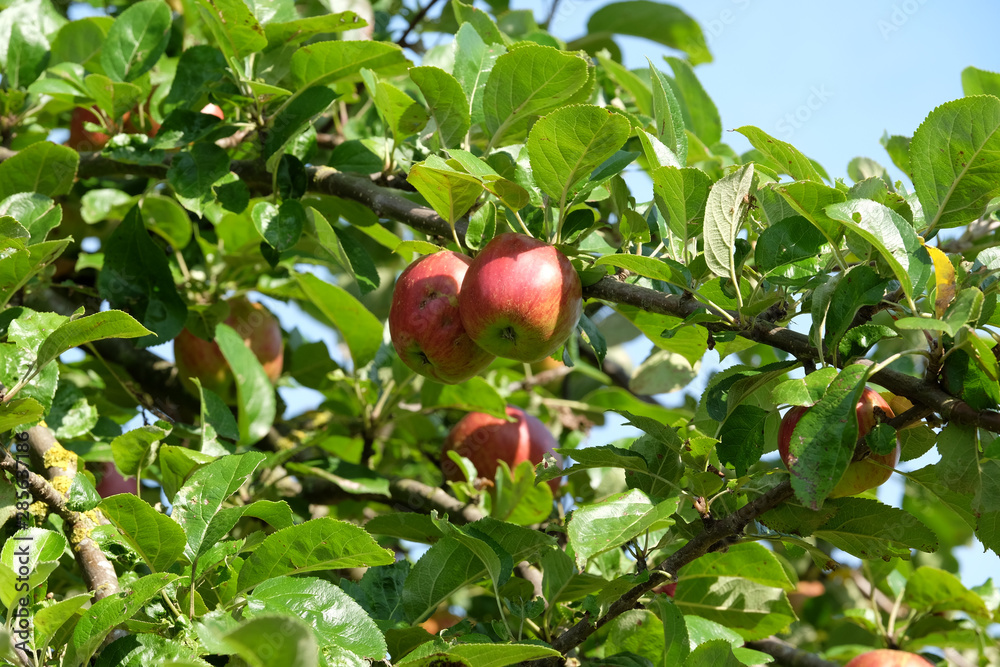 Rote Äpfel vor der Ernte