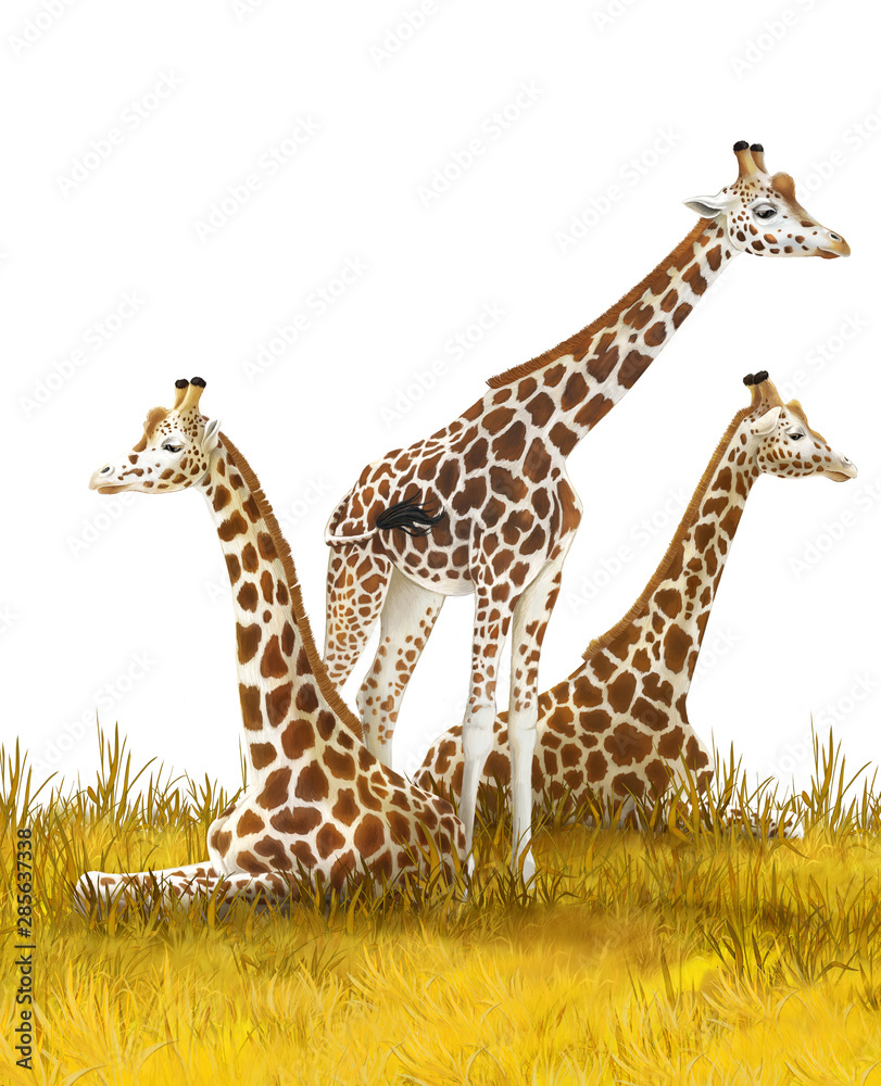 Obraz premium Safari - giraffes on the meadow - illustration for children