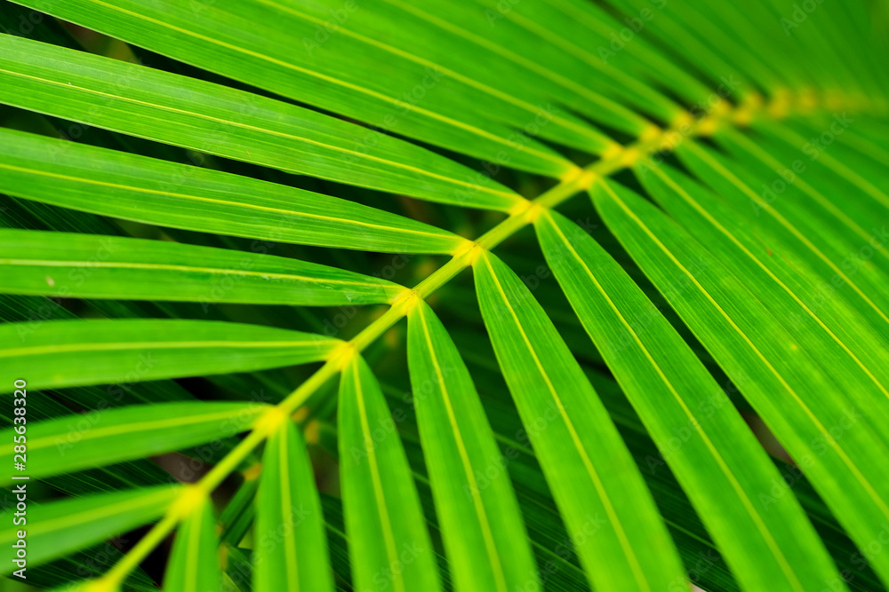 green palm leaf green palm leaf