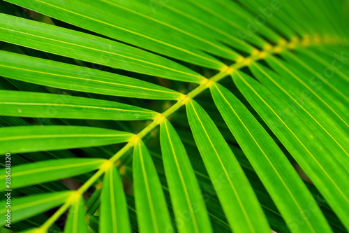 green palm leaf © srckomkrit