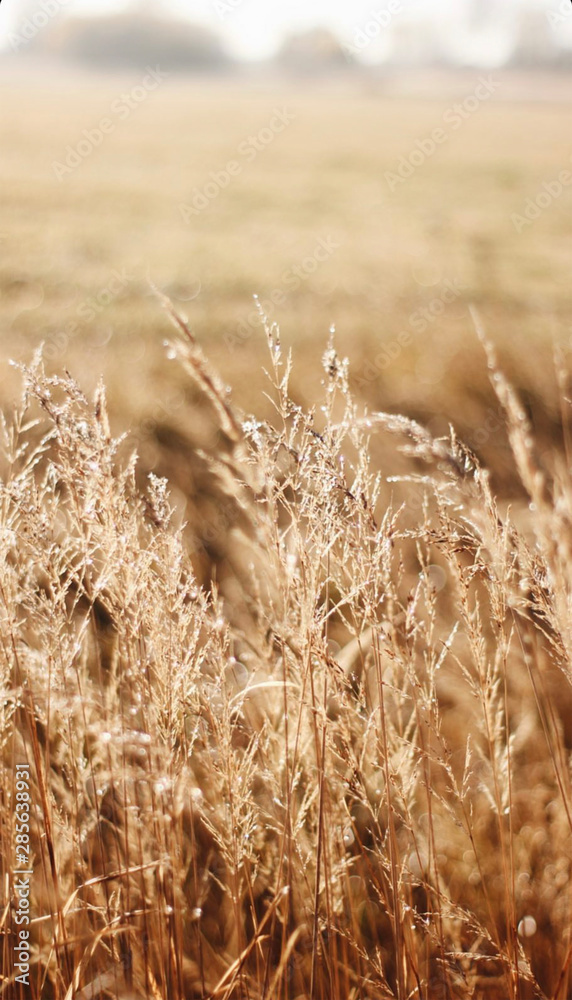 Fototapeta premium wheat