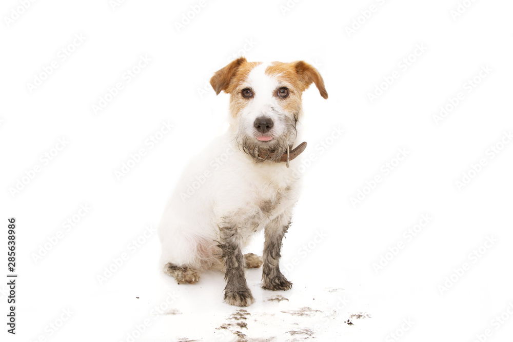 Isolated dirty jack russell dog after play in a mud puddle sittinng on white background.
