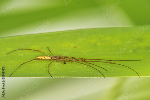 Wallpaper Mural 곤충. 생태.  Torontodigital.ca