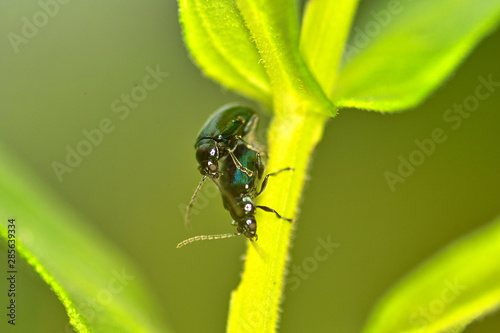 Wallpaper Mural 풍뎅이. 곤충.  Torontodigital.ca