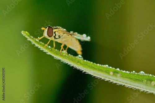 Wallpaper Mural 곤충. 생태.  Torontodigital.ca