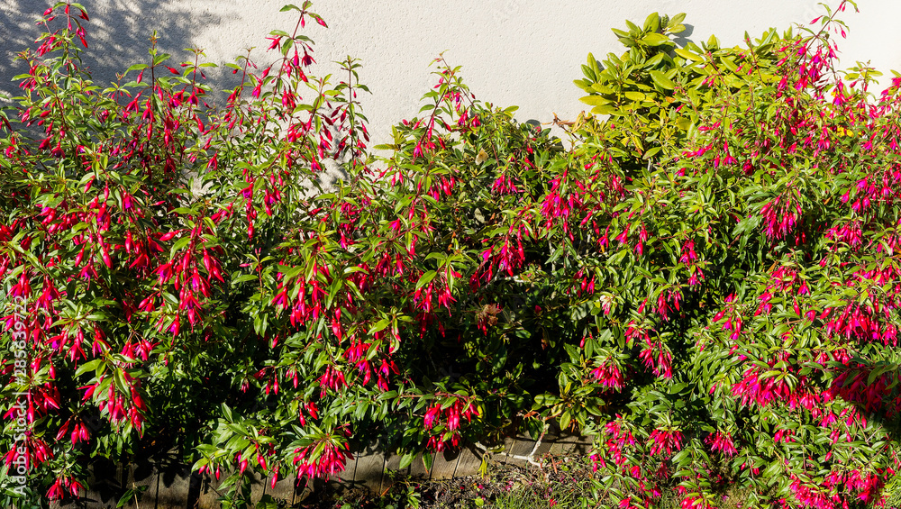 (Fuchsia magellanica) Massif de fuchsia de Magellan, un arbuste gracieux à floraison retombante, abondante et gracieuse le long d'un muret