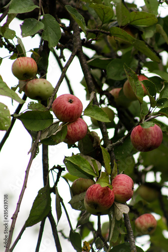 Organic apples hanging from a tree branch, apples in the orchard, apple fruit close up