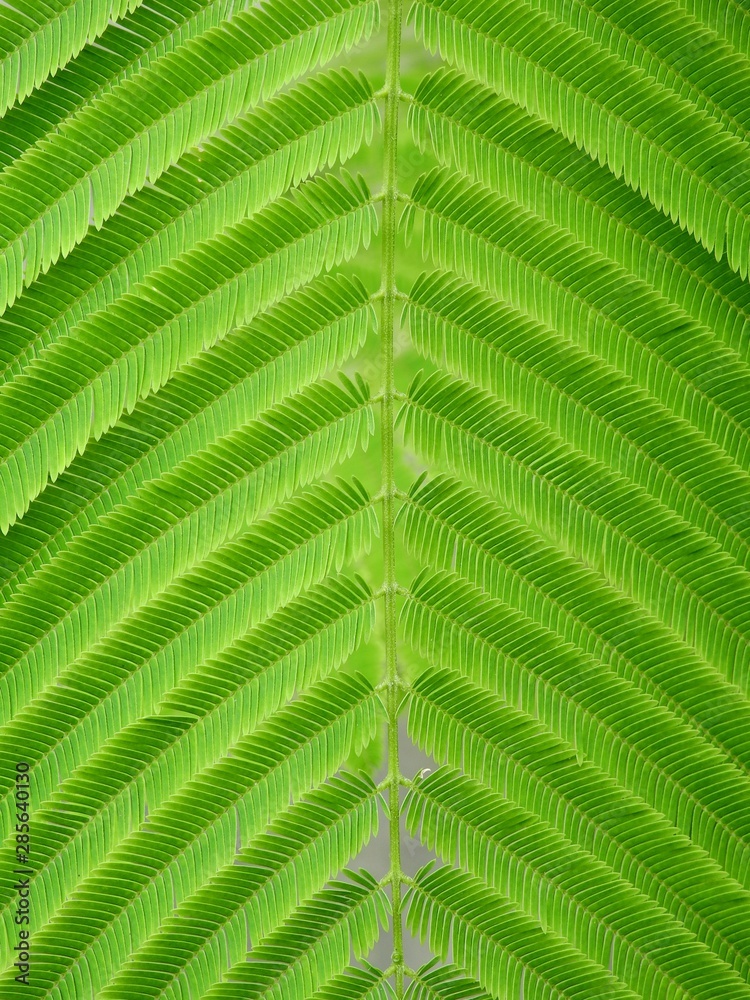 green leaf pattern or texture green leaf pattern or texture