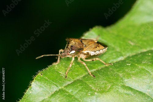 Wallpaper Mural 곤충. 생태.  Torontodigital.ca