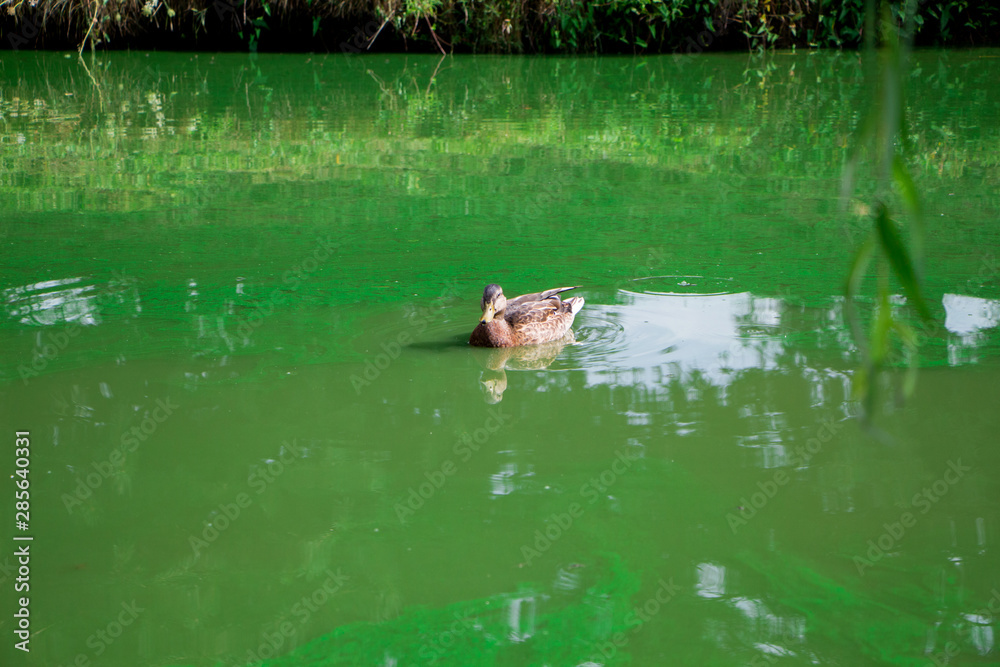 Fototapeta premium Duck in the pond