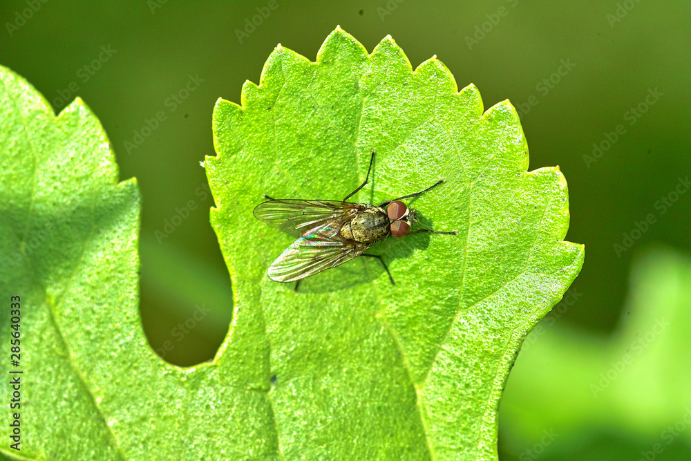 Fototapeta premium 곤충. 생태. 