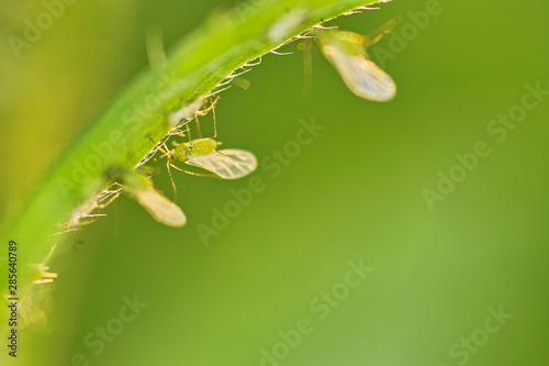 Wallpaper Mural 곤충. 생태.  Torontodigital.ca