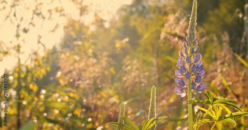 Close-Up Purple Lupine in Bloom at the Sunrise Mountains Landscape, Steadicam Shot. Lupinus, Commonly Known as Lupin or Lupine is Genus of Flowering Plants in Legume Family, Fabaceae.