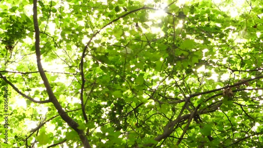 Slow motion shooting of sun rays that beautifully break through the dense crown of a green forest in clear weather, the average plan Slow motion shooting of sun rays that beautifully break through the dense crown of a green forest in clear weather, the average plan