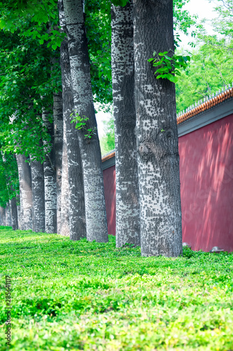 White birch trees lining Changan avenue beijing photo