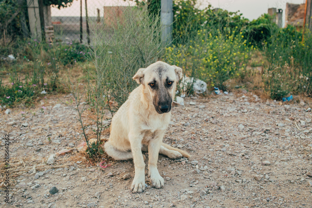 Homeless dog sitting on the ground Homeless dog sitting on the ground