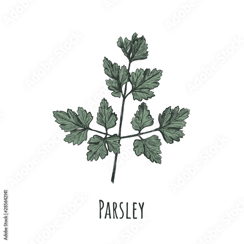 Parsley hand drawing