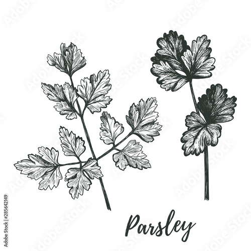 Parsley set. Parsley vector illustration. 