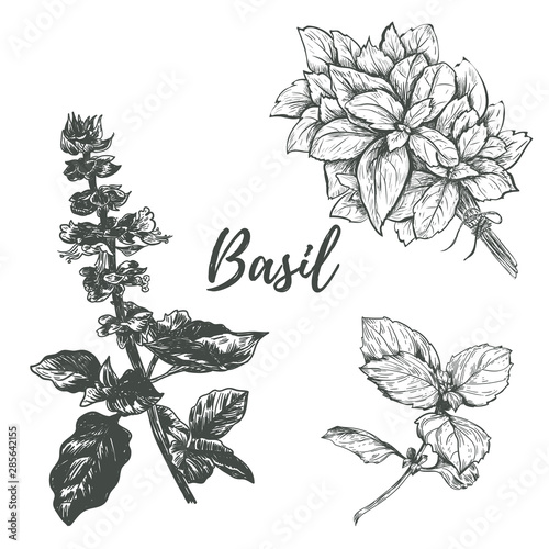 basil set sketch illustration. 