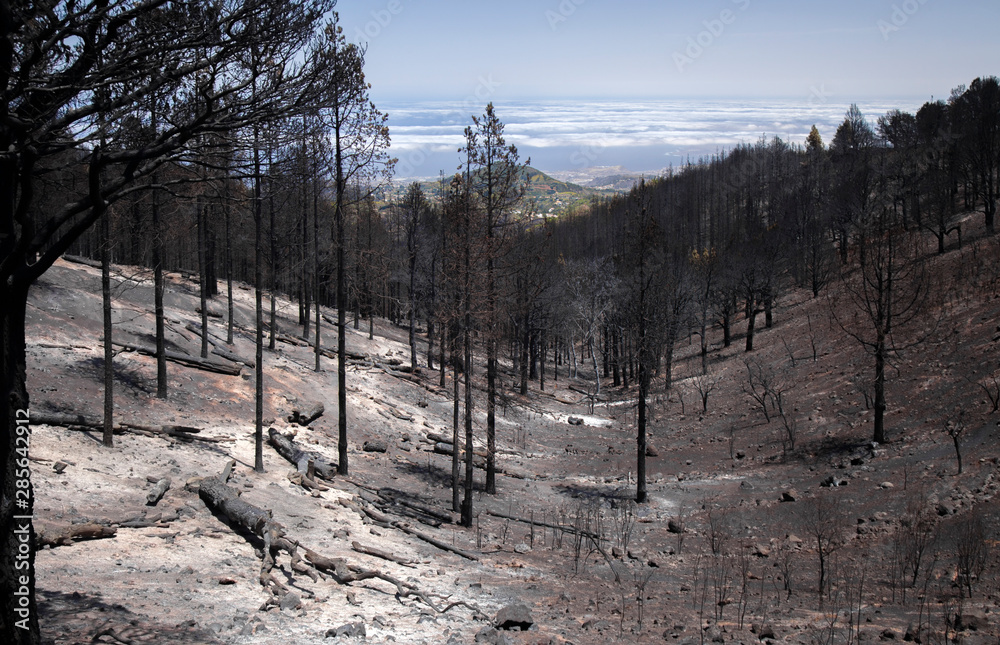Obraz premium Gran Canaria after wild fire