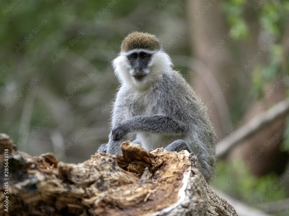 A large population of Green Monkey, Chlorocebus aethiops, lives on Lake Awassa, Ethiopia