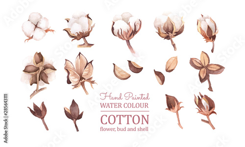 vector clip art of cotton flower, bud, pod, and shell. ready to use. isolated in white background. set of element for autumn, fall, rustic, or bohemian wedding card decoration