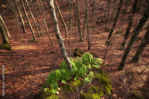 Green foliage surrounded by autumn fallen leaves