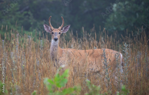 Fototapeta Naklejka Na Ścianę i Meble -  Young White-tailed deer buck on an early morning with velvet antlers in summer in Canada