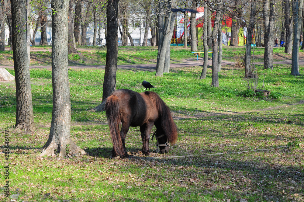 Pony horse with long herd and ponytail. Pony rides. Pony horse in the park pasture on a sunny day with crows. Pony horse with long herd and ponytail. Pony rides. Pony horse in the park pasture on a sunny day with crows.