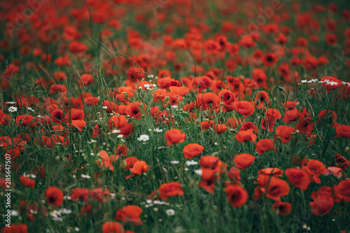 field of red poppies 2