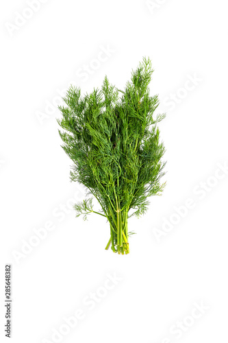 Sprigs of  fresh natural dill , isolate