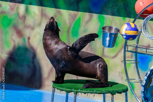 seal performs in the dolphinarium