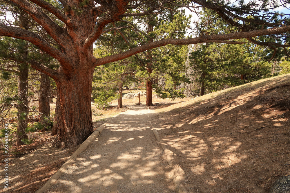 Landscape of tree trunk shading a pathway in Rocky Mountain National Park in Colorado Landscape of tree trunk shading a pathway in Rocky Mountain National Park in Colorado