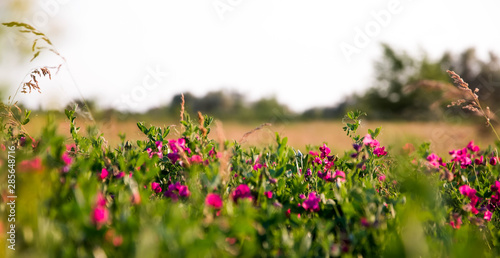 Pink peas and summer meadow flowers against the sky, © Natalia
