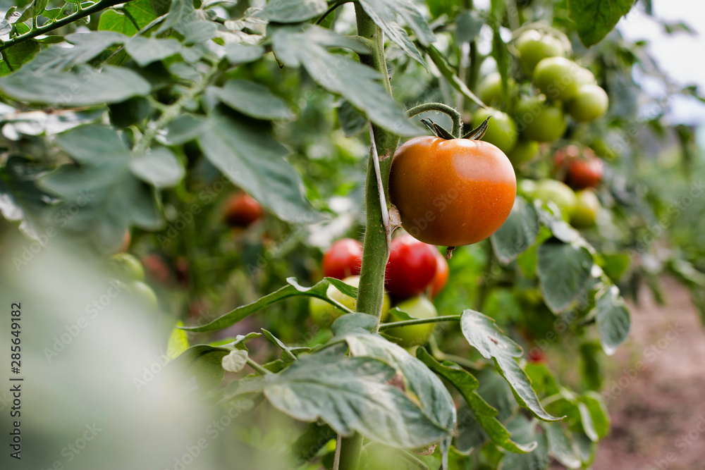 Close up view of organic tomatoes growing naturally in a greenhouse on a farm
