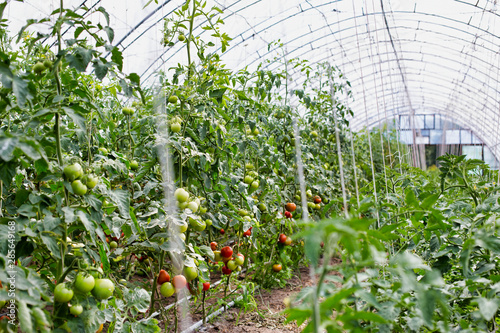 Close up view of organic tomatoes growing naturally in a greenhouse on a farm