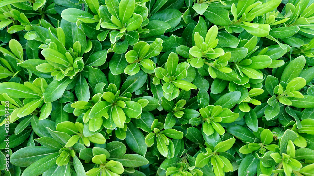 Green leaf background for banner Green leaf background for banner