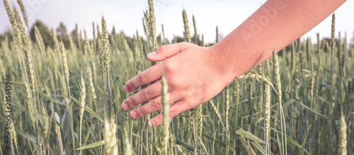 The hand that gives it through the wheat ears and sunny day