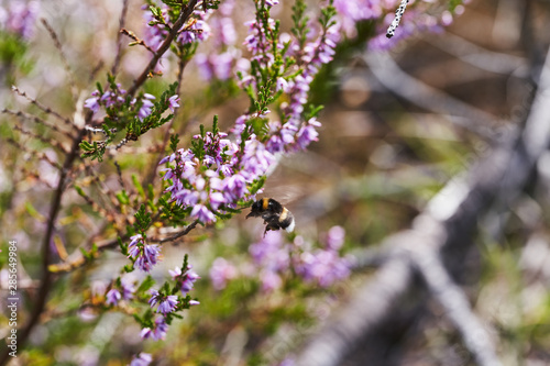 Purple flowering Heather Calluna vulgaris with bumblebee © Vitalii Makarov