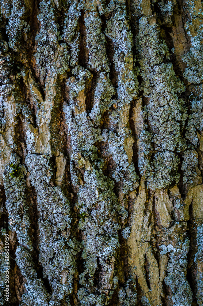 Obraz premium tree bark texture
