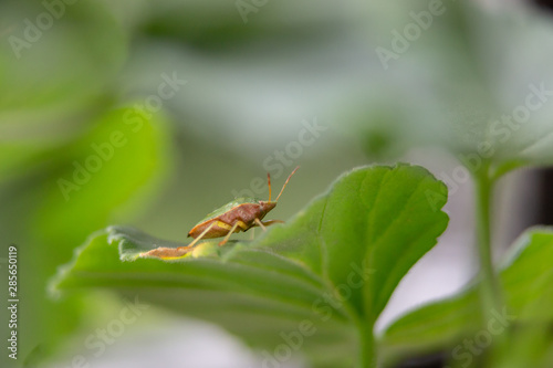 Green Stink Bug / Chivania Hilaris © Melih Evren