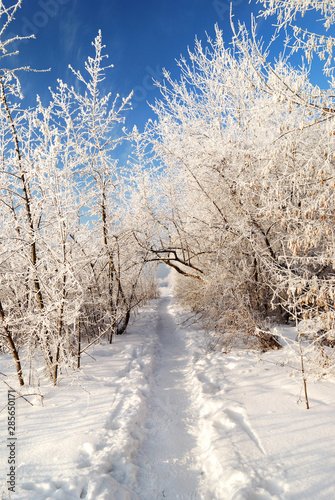 road in the hoar frost covered valley against blue skyroad in the snow covered valley against blue sky photo