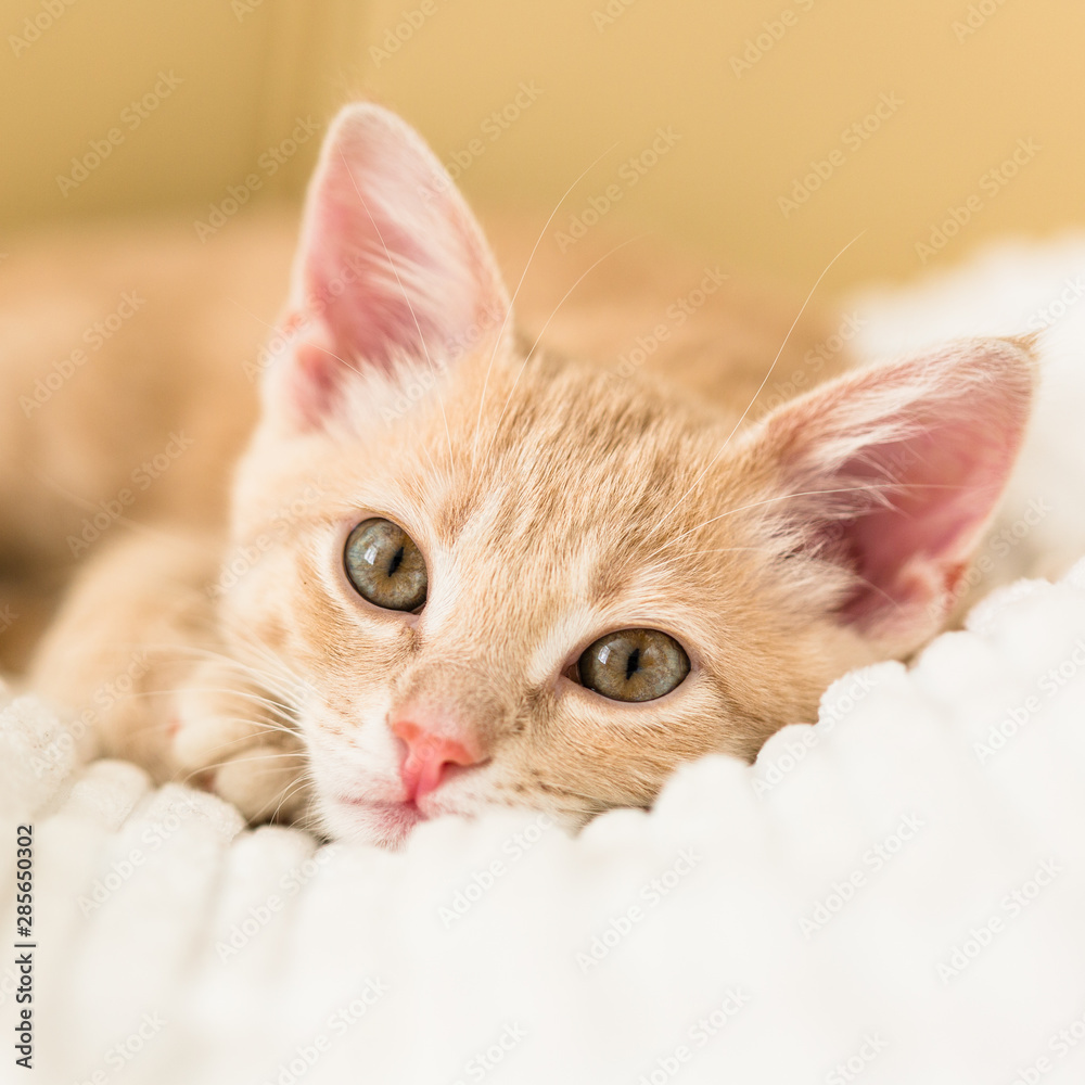 Obraz premium Young ginger kitten on white blanket, cute pet