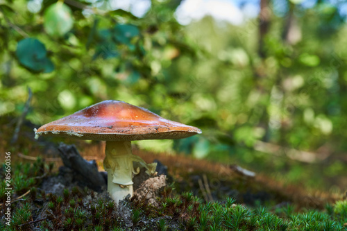 Young fly agaric in the forest in the moss and sunlight